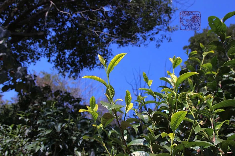 2012 Az őserdő ajándéka - Bada-hegység sheng puerj tea